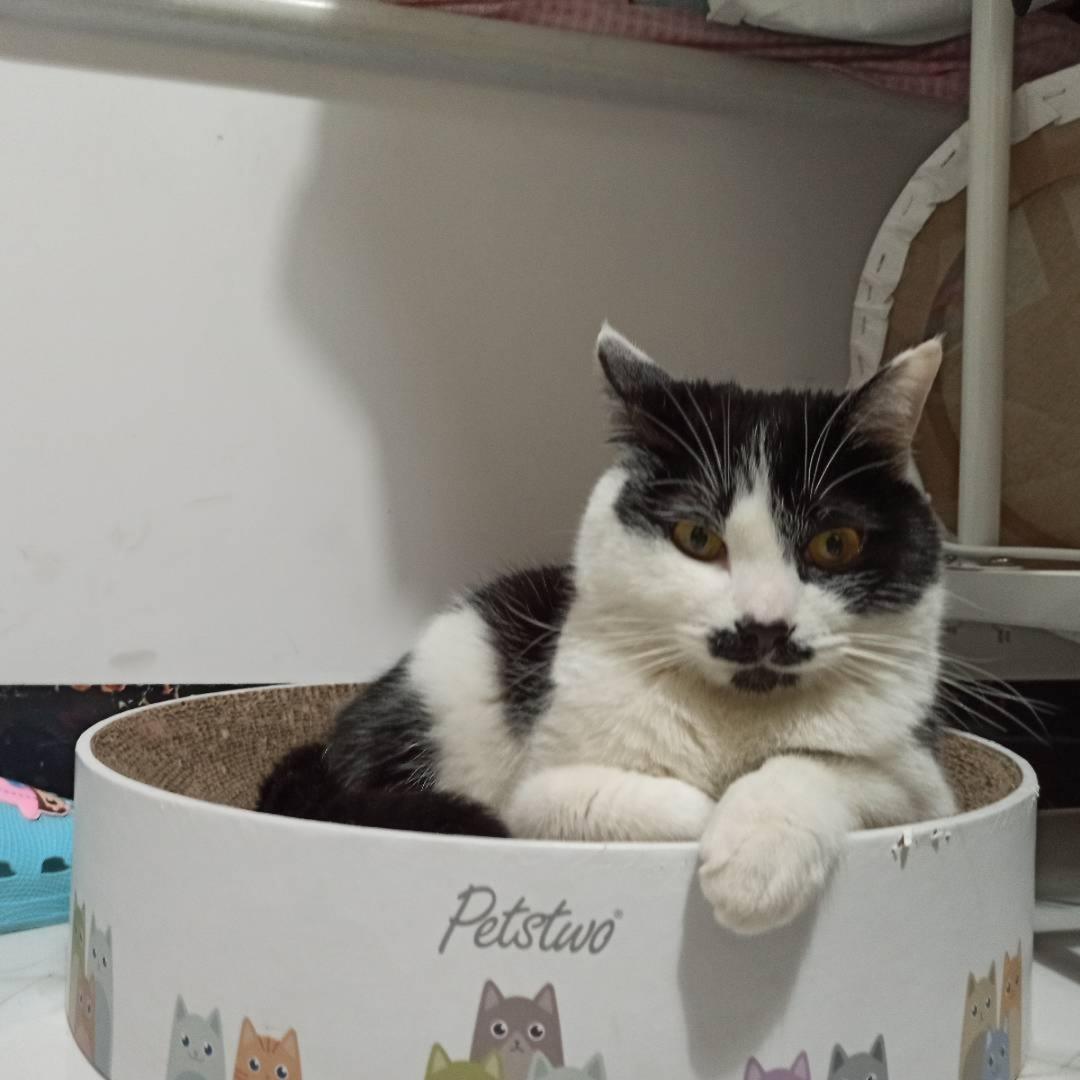 丸子猪