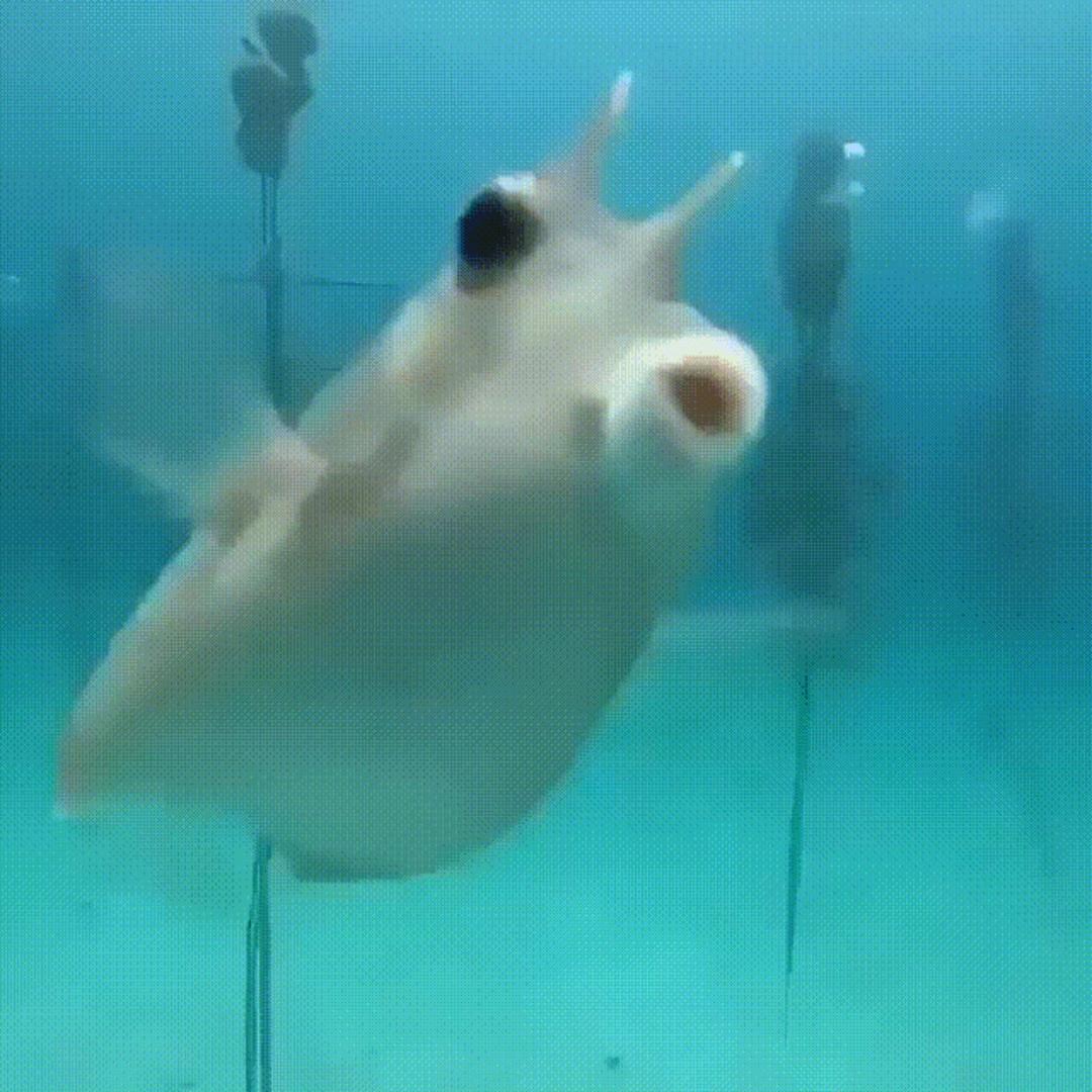 法物