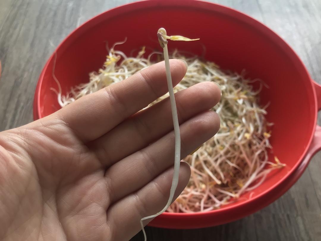 沥水篮发豆芽
