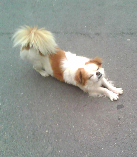 慌慌在欧洲游荡