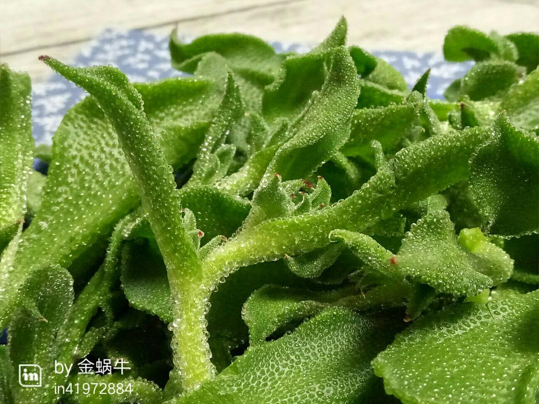 酱拌水晶冰菜的做法