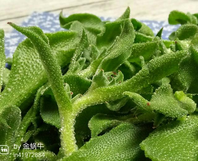 酱拌水晶冰菜