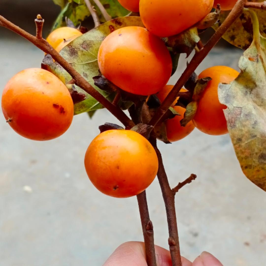 个人爱好美食的厨房