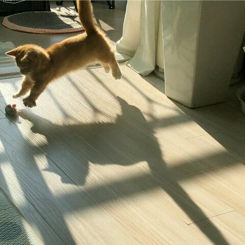 Mqdoes