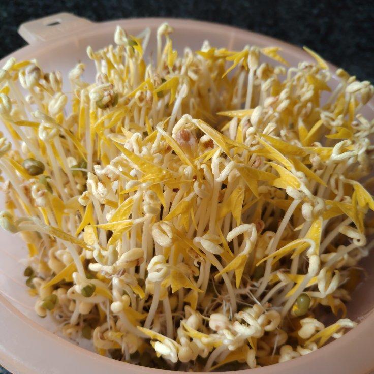 沥水篮发豆芽