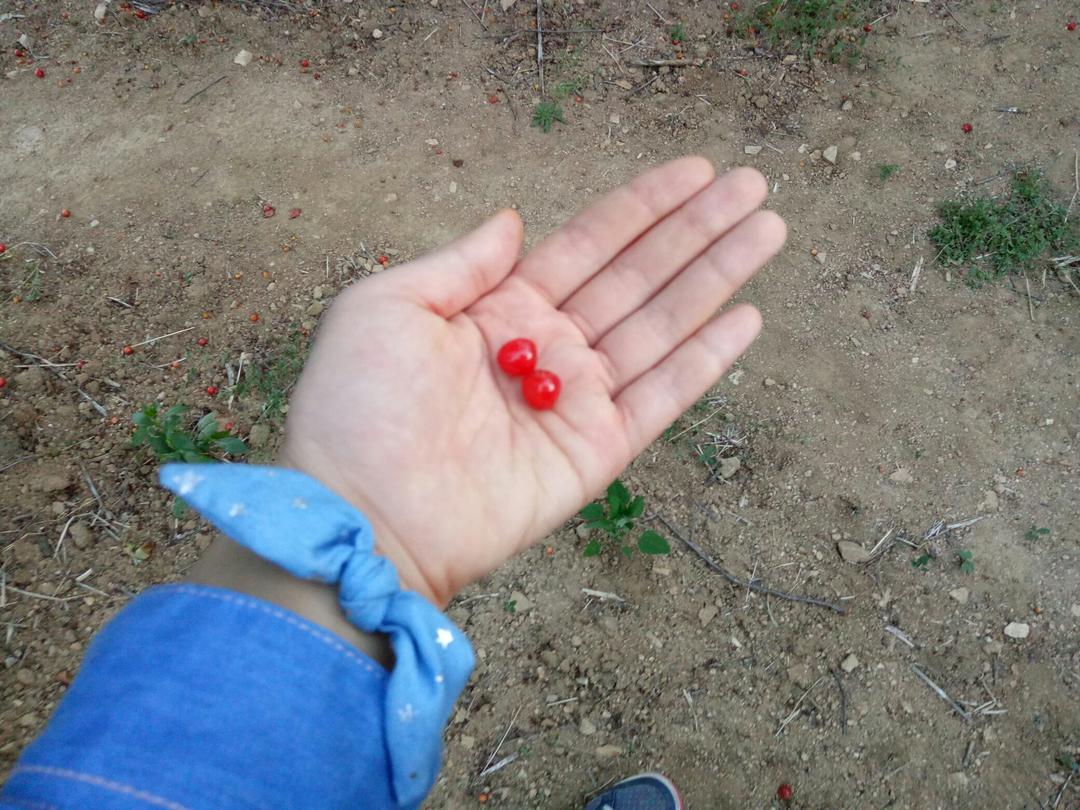 日常手记哇咔咔