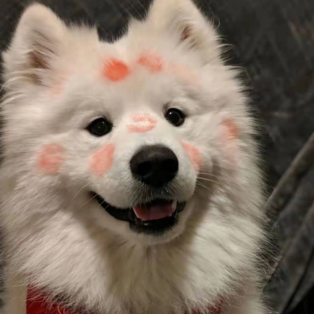 軒崽