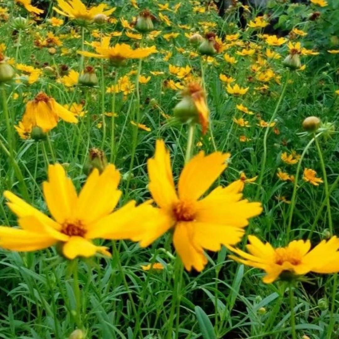 98年的水墨丹青