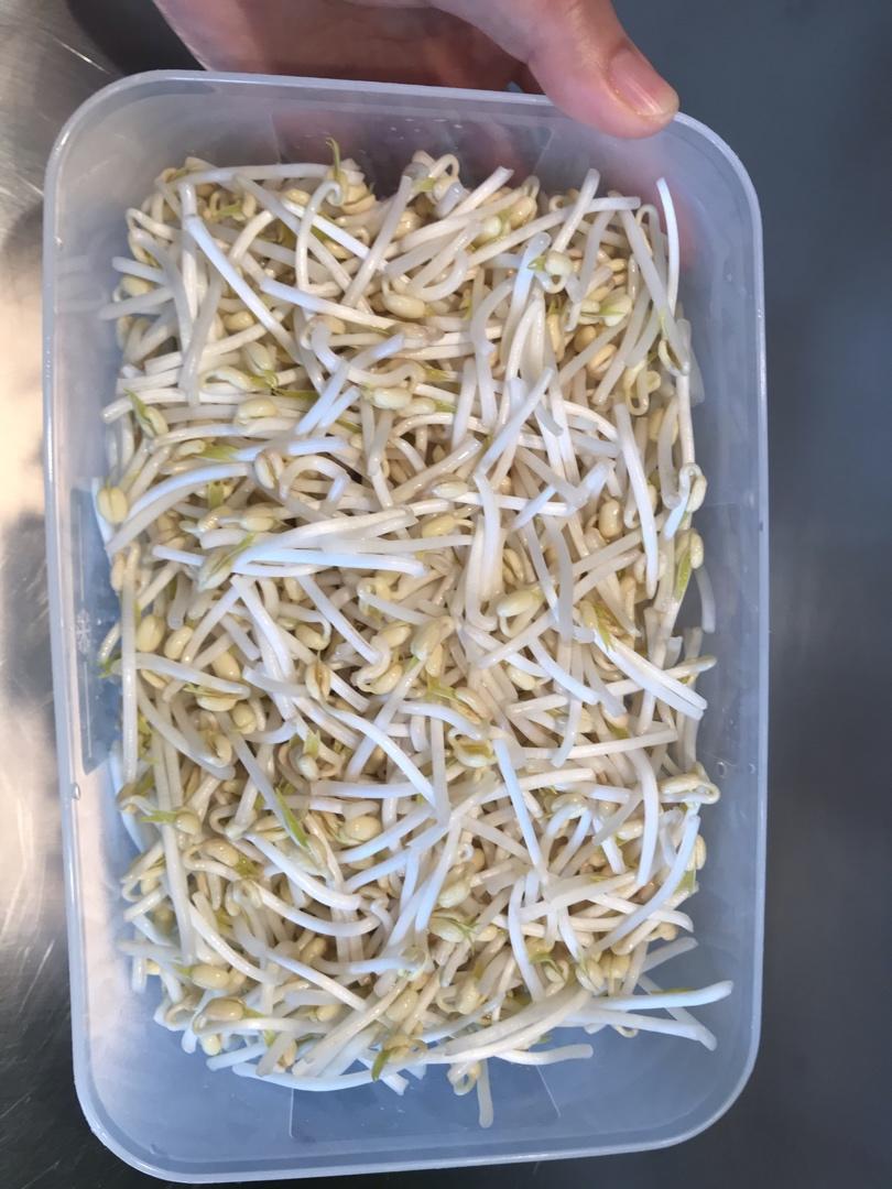 自发豆芽（可乐瓶发豆芽0失败！）
