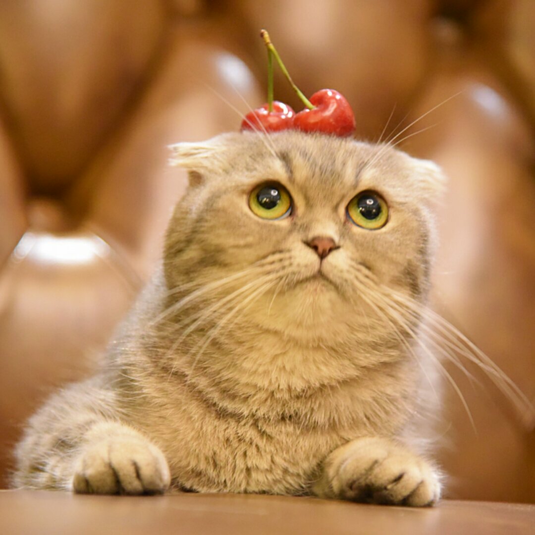 猪三斤