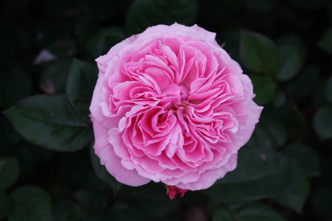花花世界