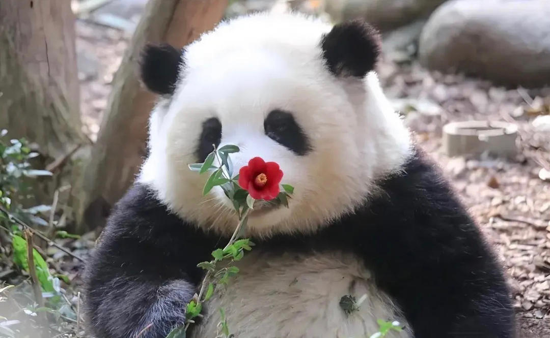 一个不会做饭的美女