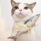 爱嗑瓜子的猫1