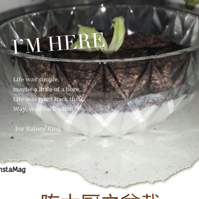 盆栽酸奶