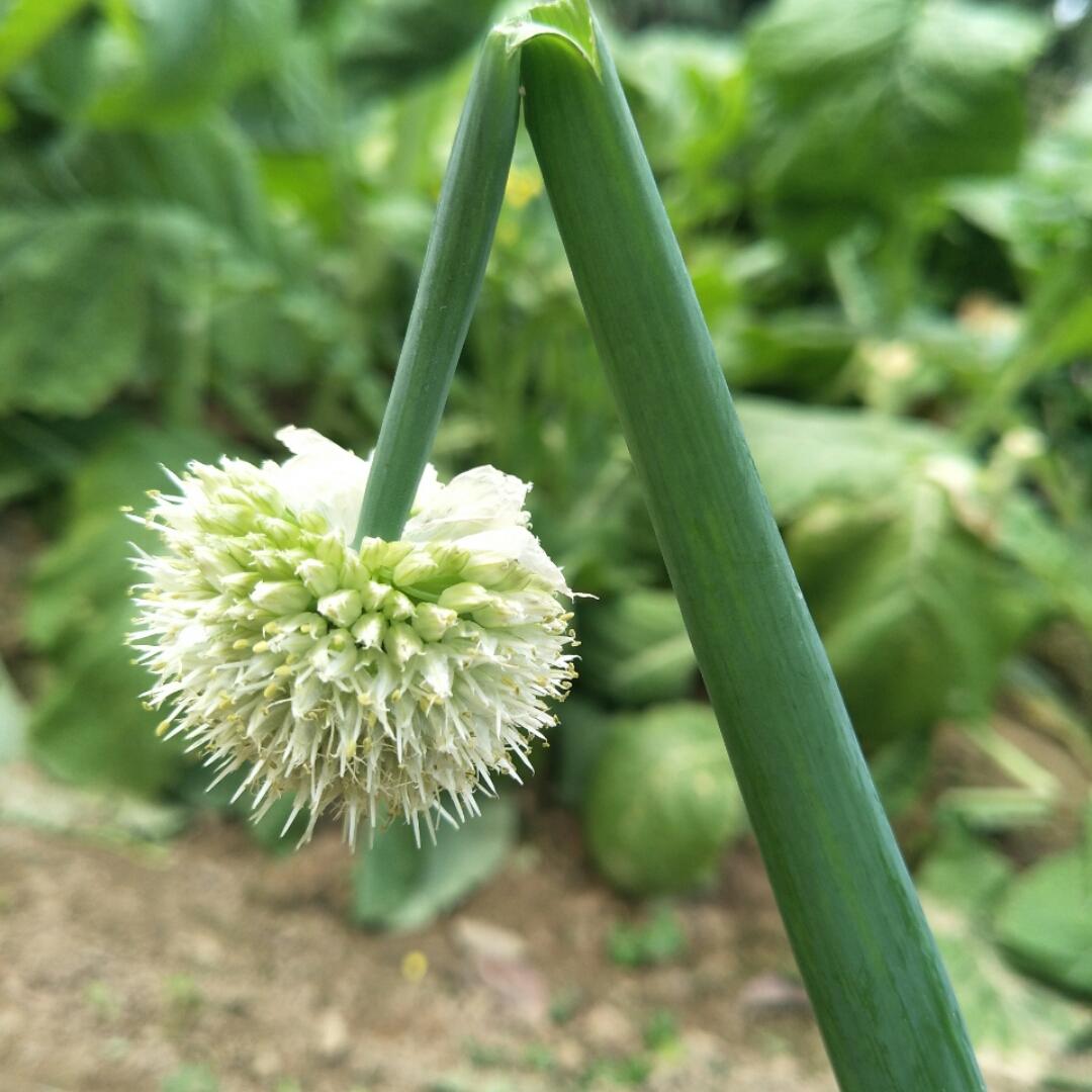 愿有幸运超能力