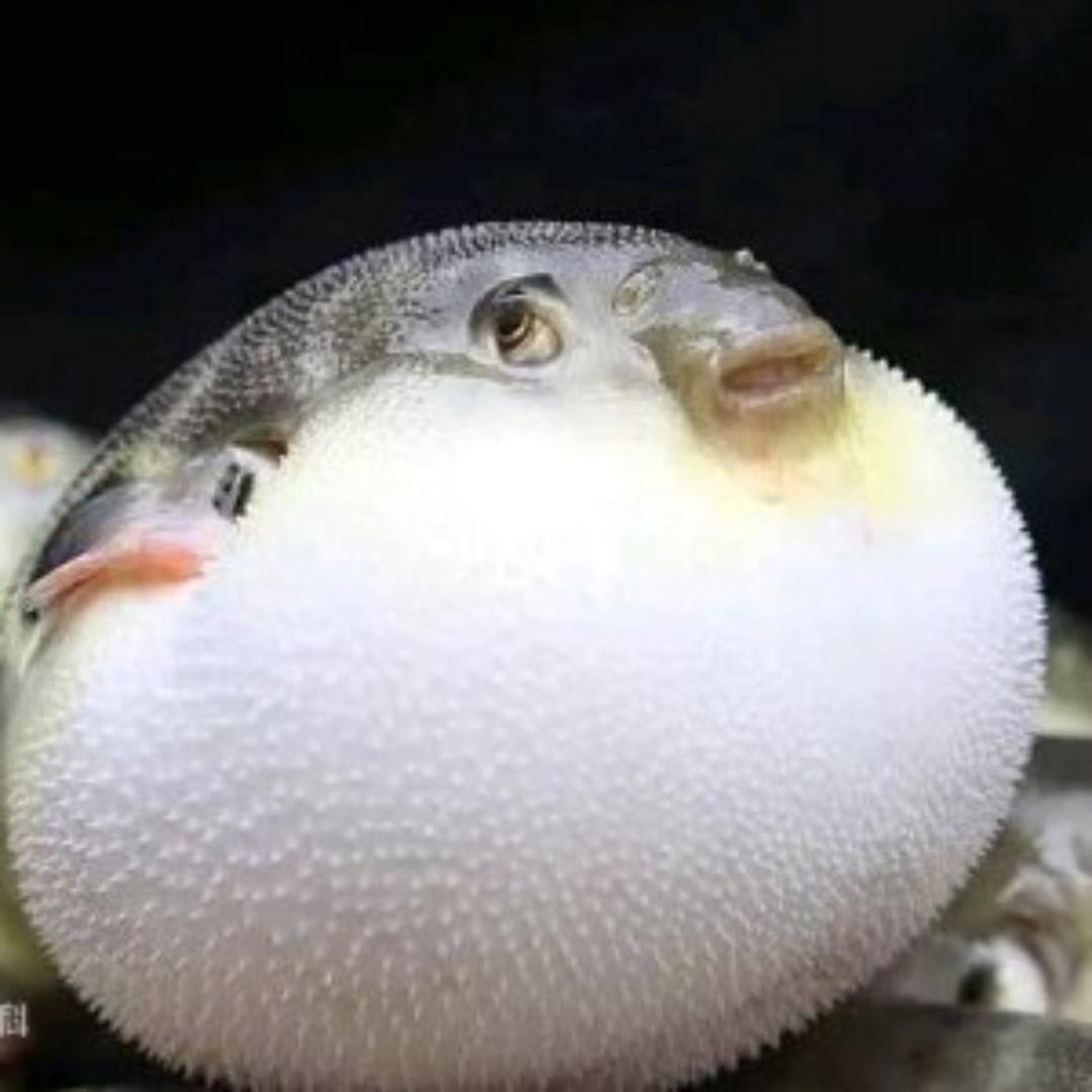 河豚要减重