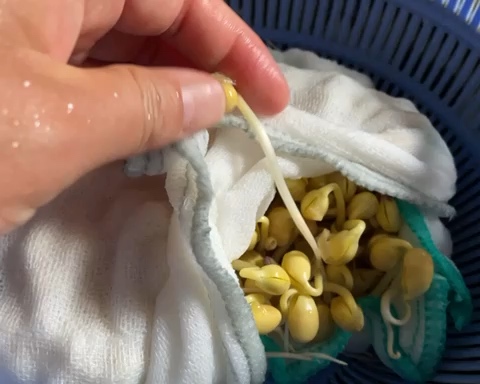 自制黄豆芽的做法 步骤9