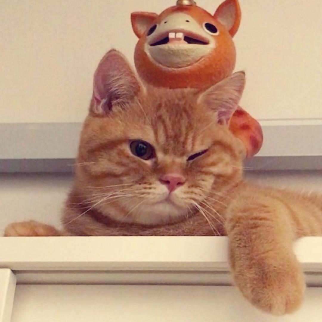 小吃货橘猫