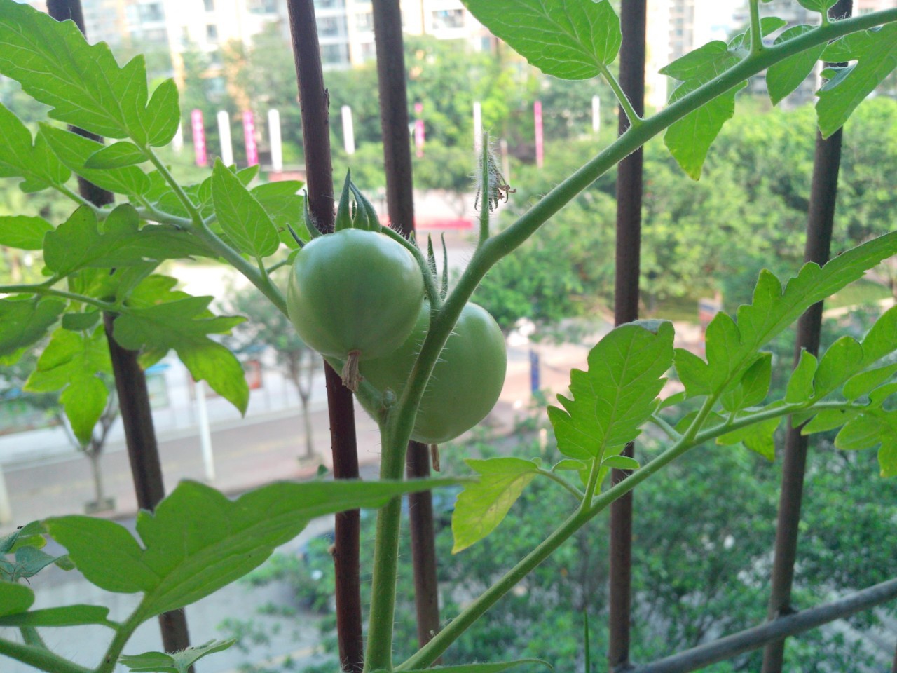 好吃的菜菜种出来的做法