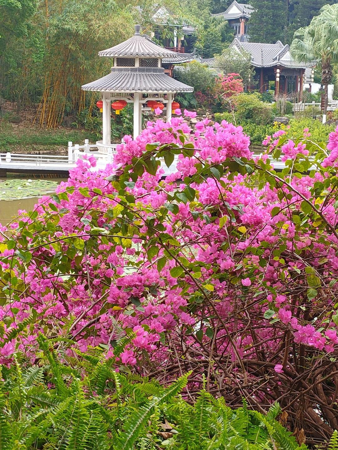 不言不语都是好风景