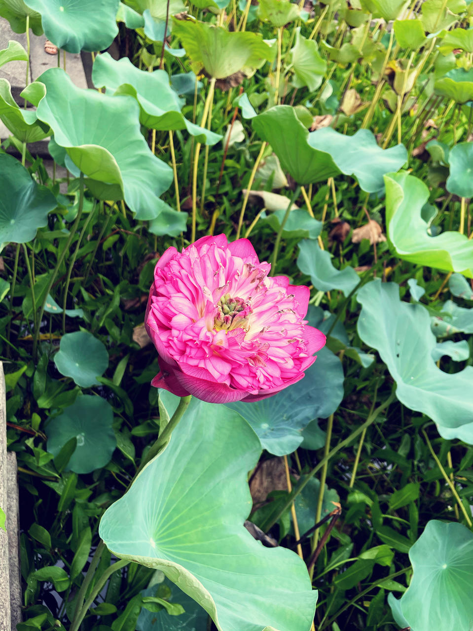东泓羽