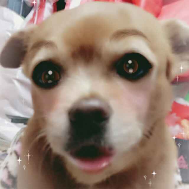 姗姗太多我姓刘