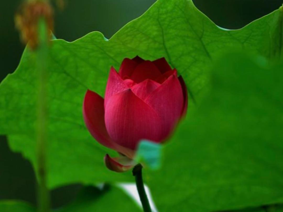 手机用户2681_n802