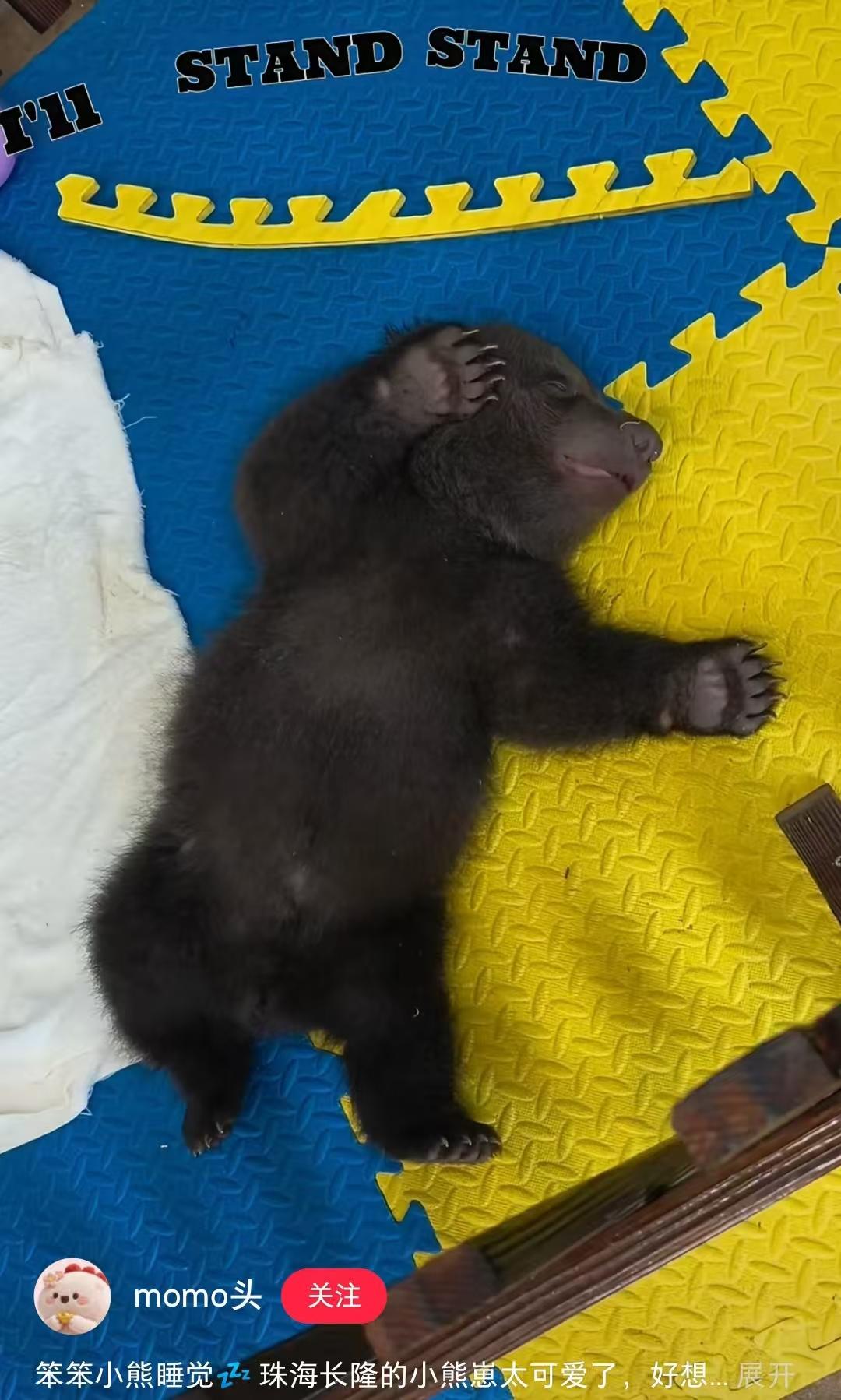 610 真实的动物爪爪实录图片！猫爪狗爪虎爪熊掌