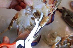 螃蟹花样做法：盐烤、清蒸、姜葱炒的做法 步骤15