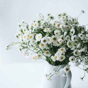 Flower Language·花の语