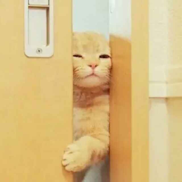 杜小雨~