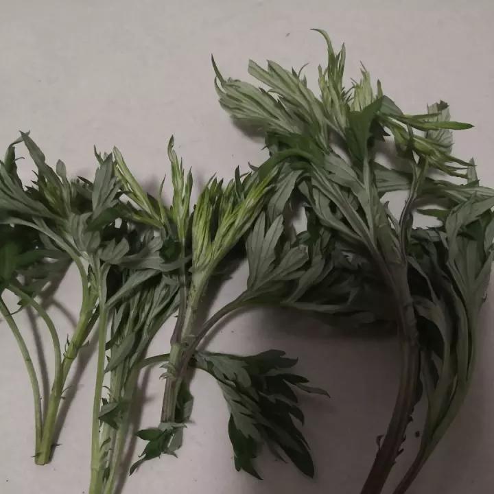 新鲜艾叶处理