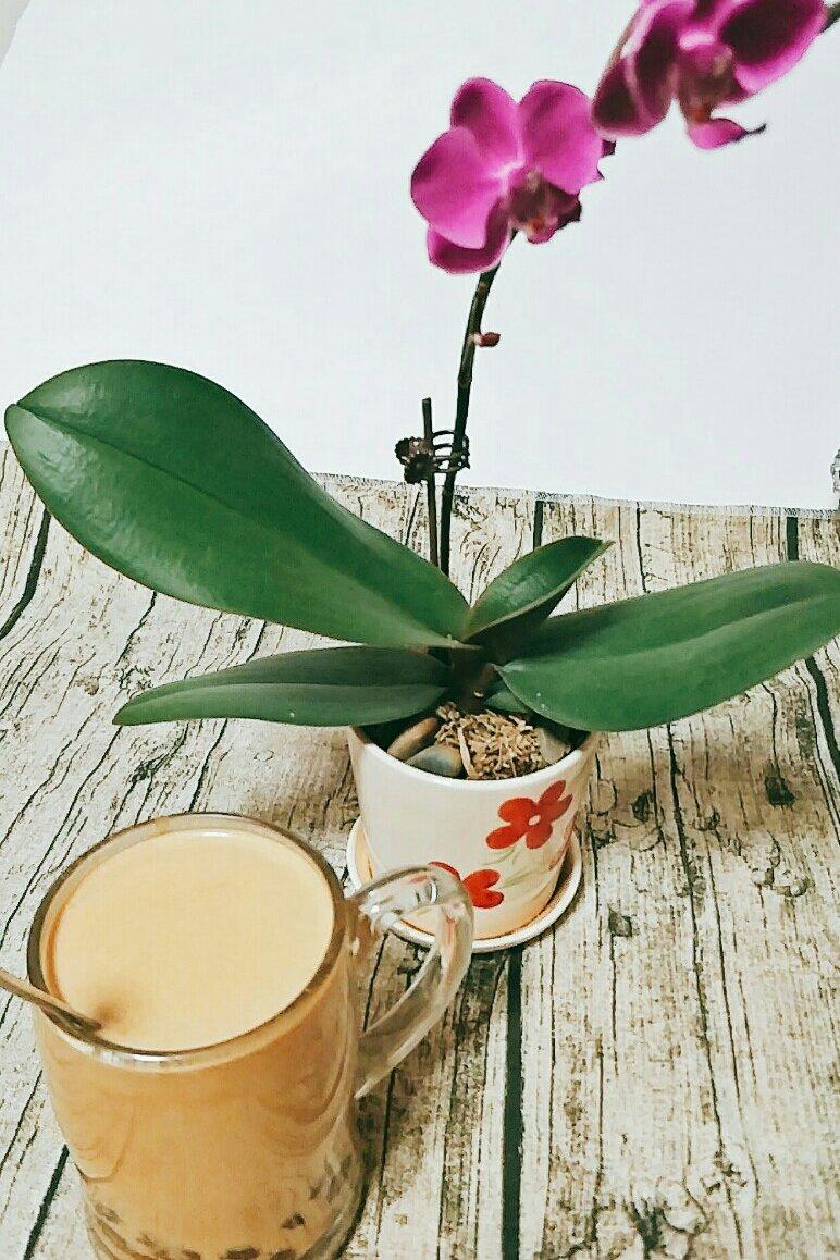 珍珠奶茶蛋糕卷