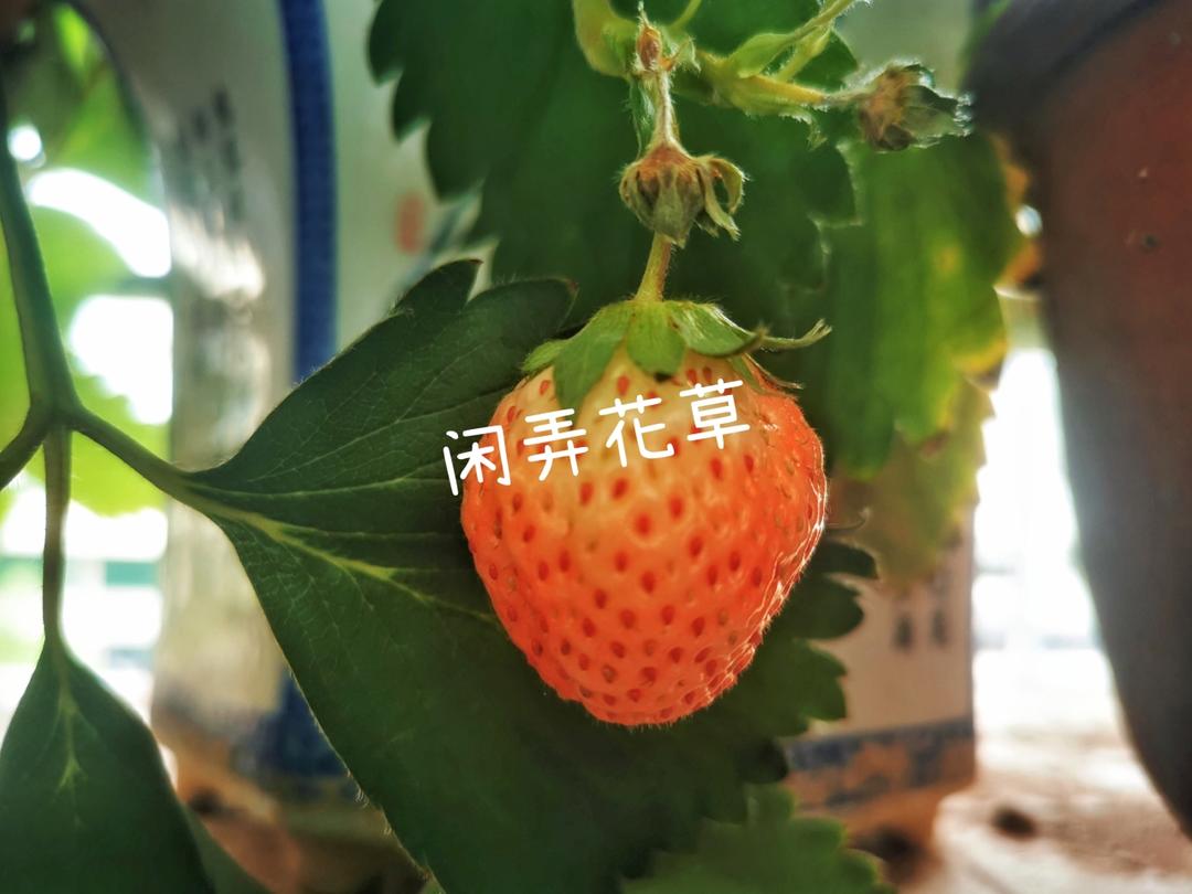 煮玉米