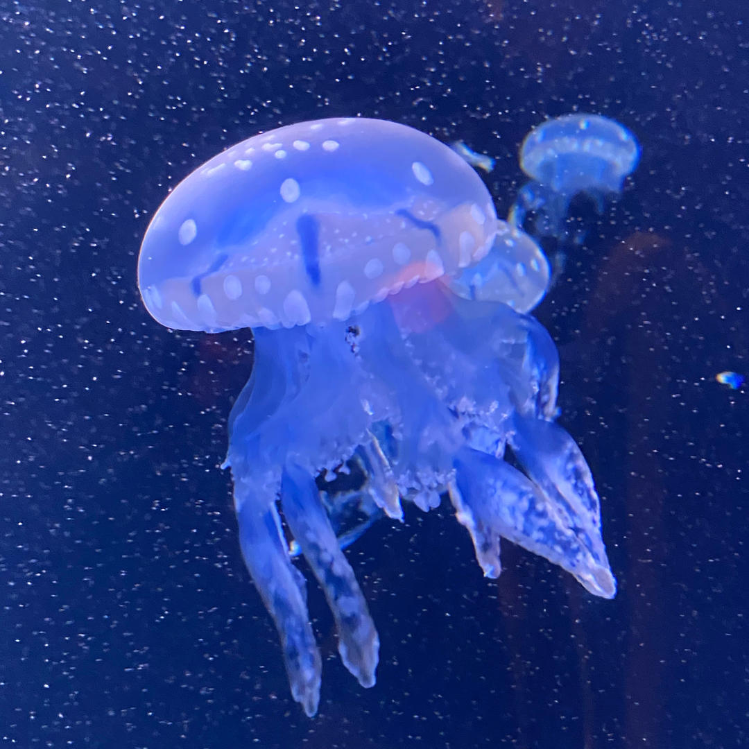 草没味牛奶