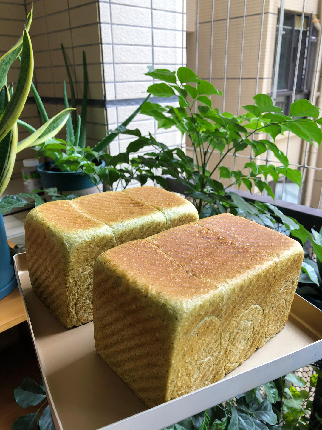 🍞超软糯艾草奶香吐司面包—下厨房独家原创