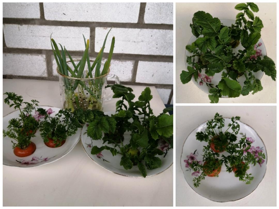 菜根菜心重生记