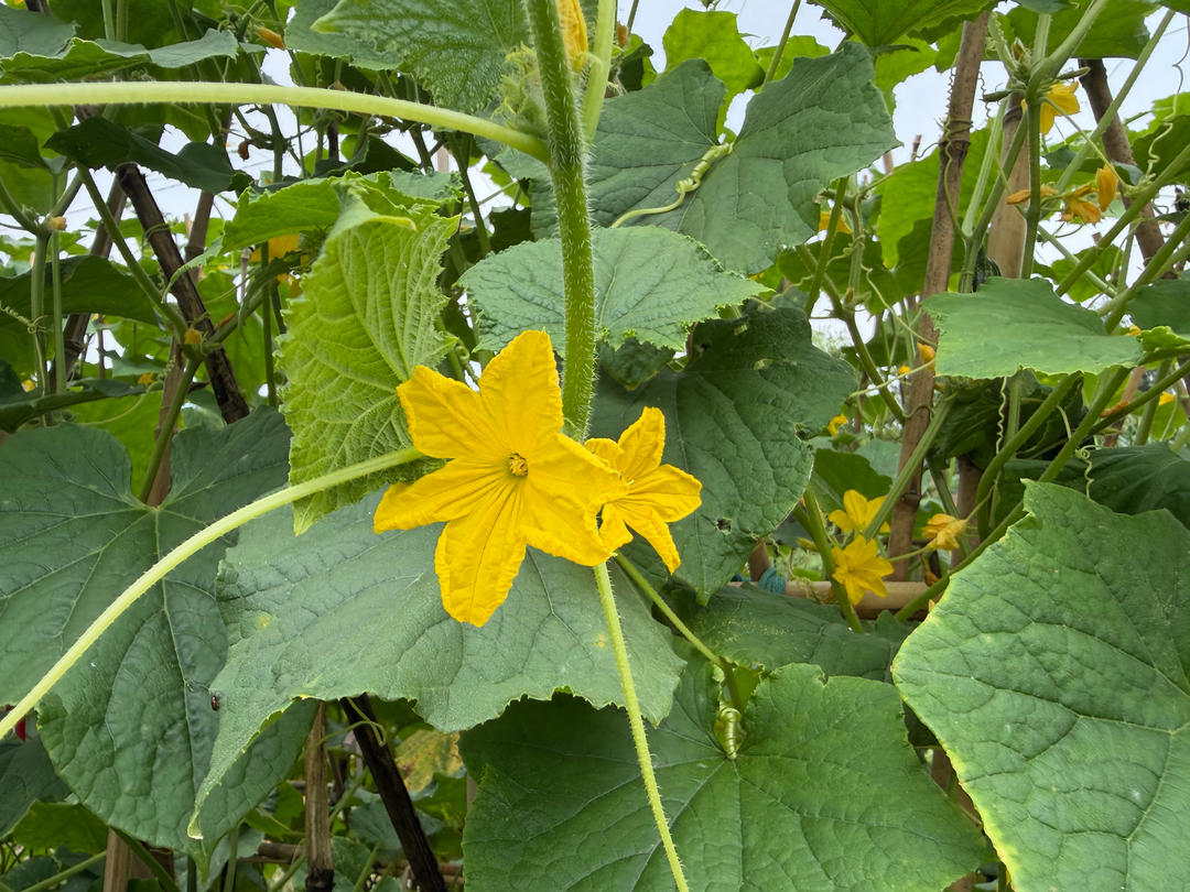 妈家院子里的菜