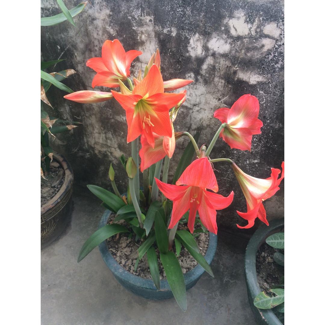 一花一世界
