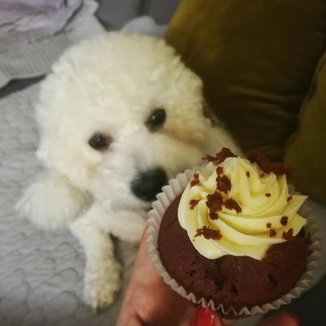 传统红丝绒杯子蛋糕（极软无泡打粉）Red velvet cupcake