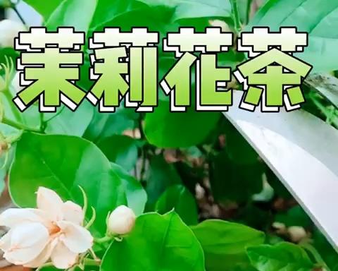 清香茉莉花茶