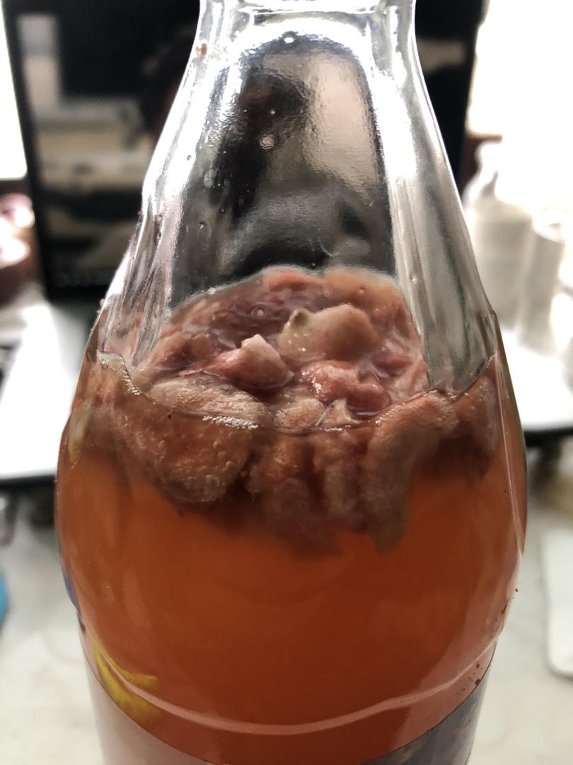 水开菲儿喂养water kefir culture
