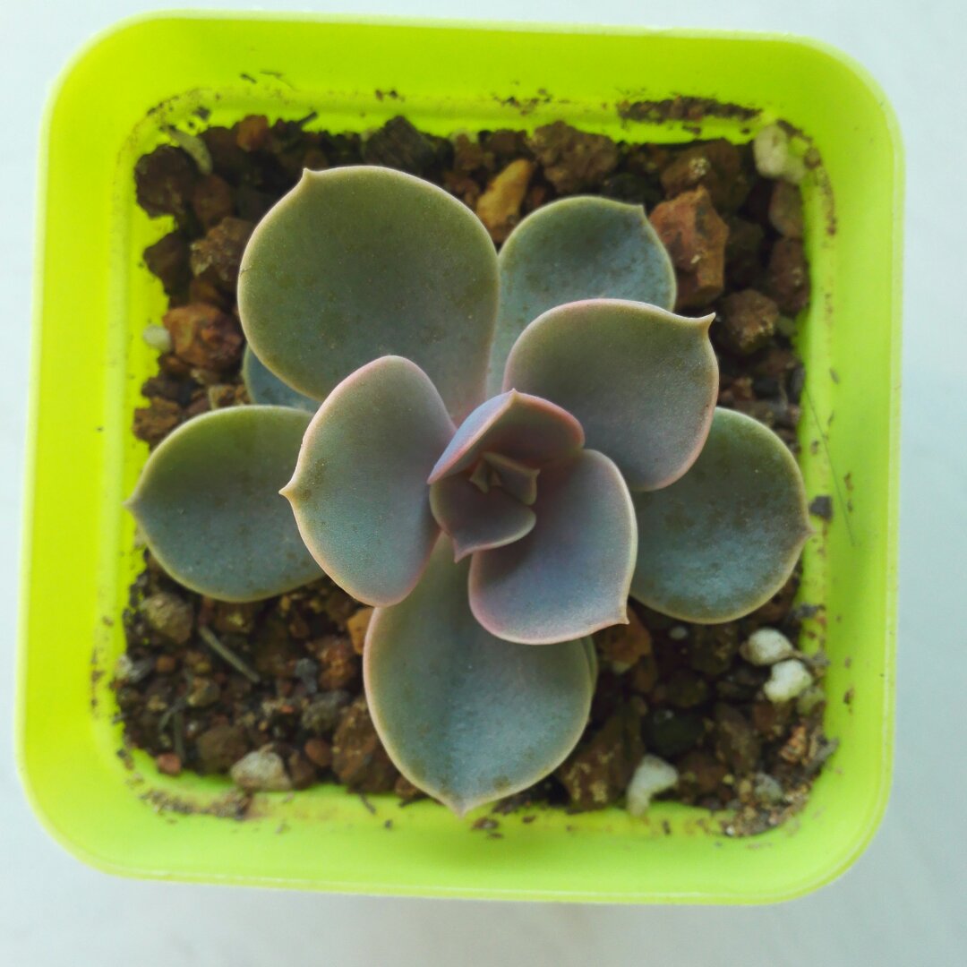 踏雪寻梅-110