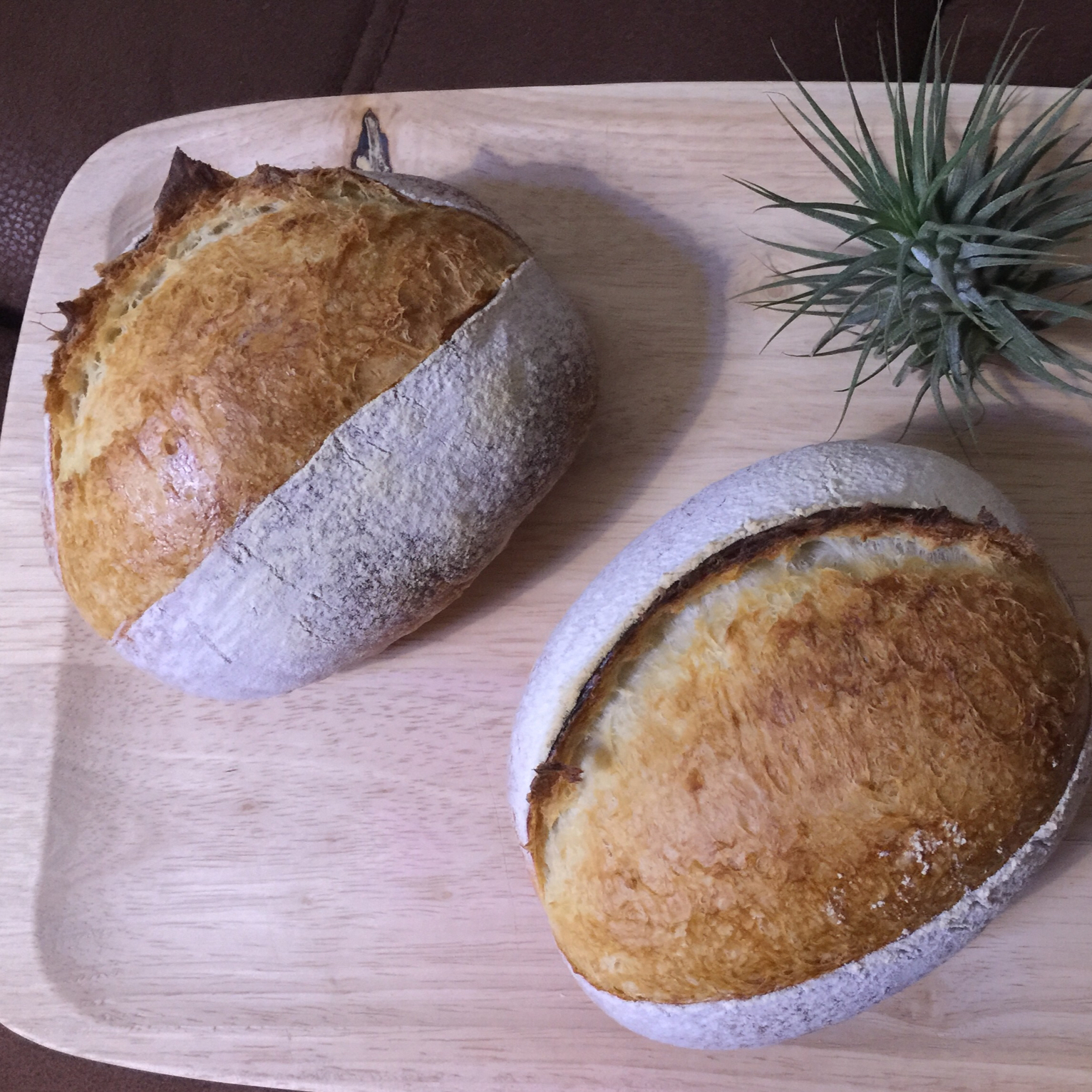 《割口发烧友的面包》—— 与基本配方配比相同的小法包（即发干酵母快手版6）