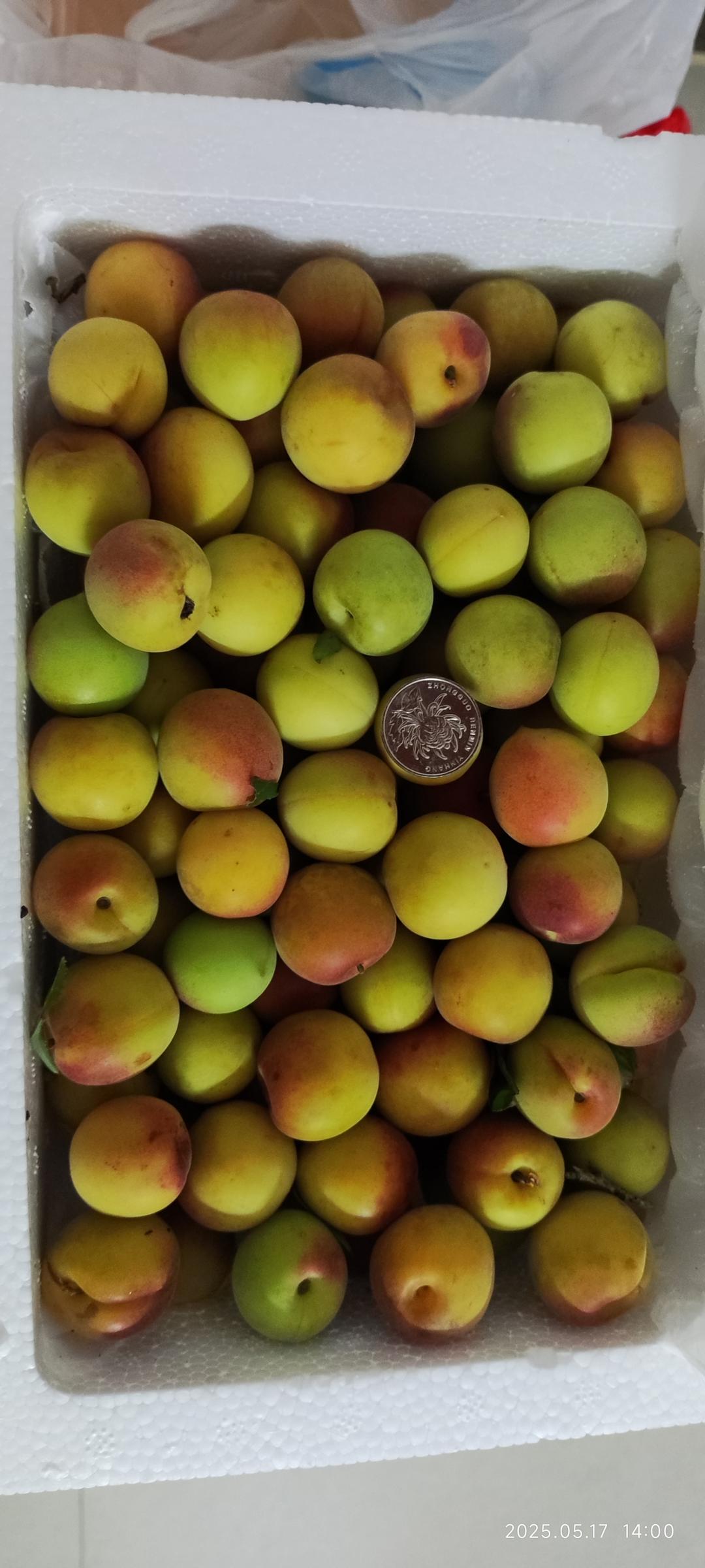 【青梅酒】梅子的沉醉时光（已填坑）