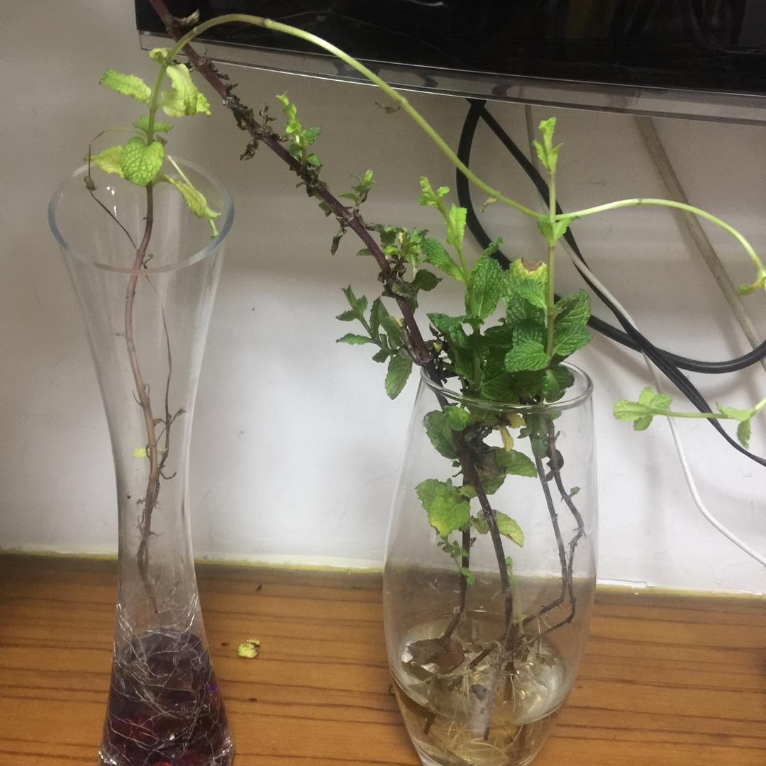 水培薄荷大法