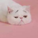 玉爵