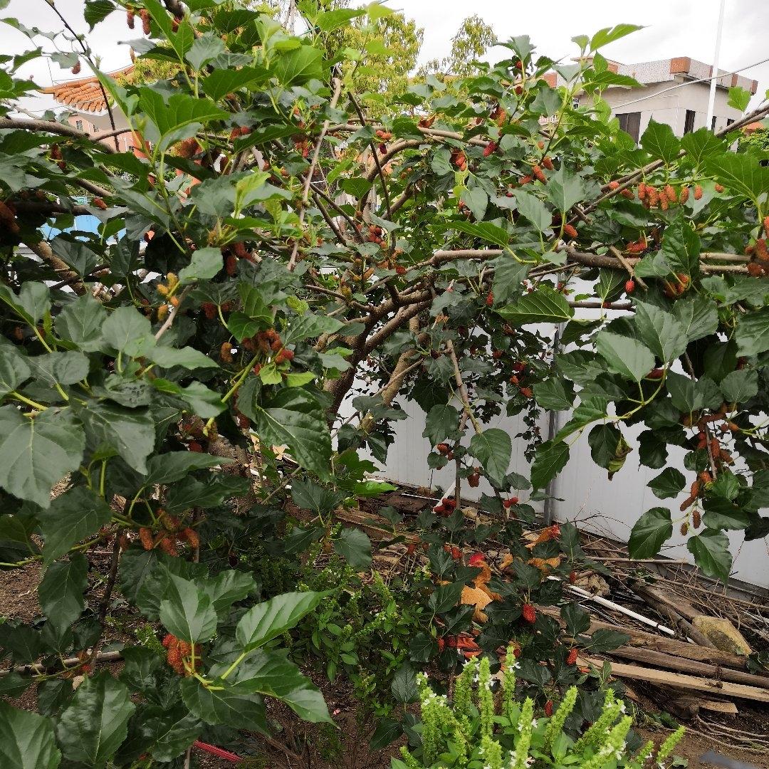 约绽