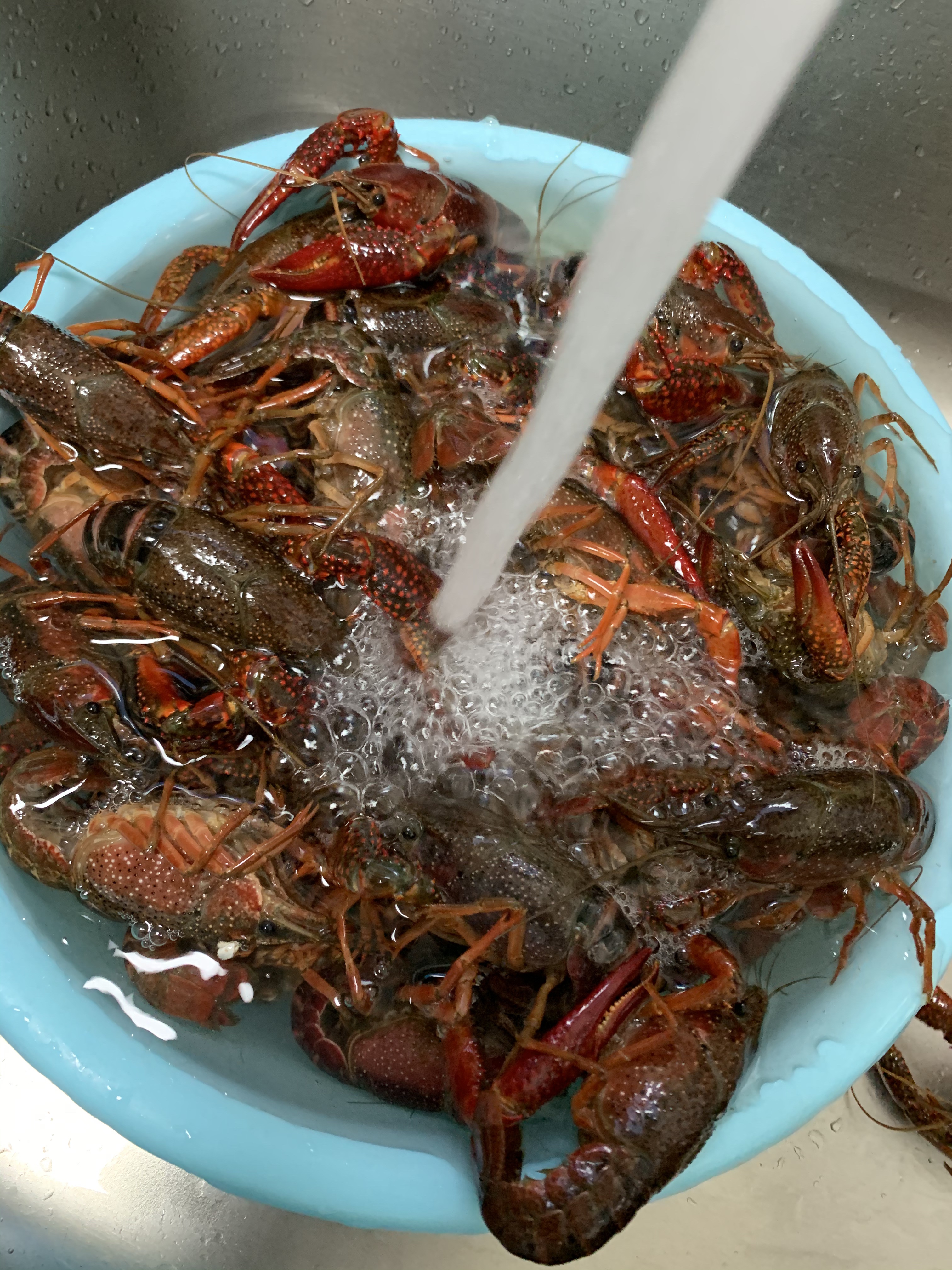 小家庭自己吃留黄小龙虾🦞两个人一盘菜的做法 步骤1