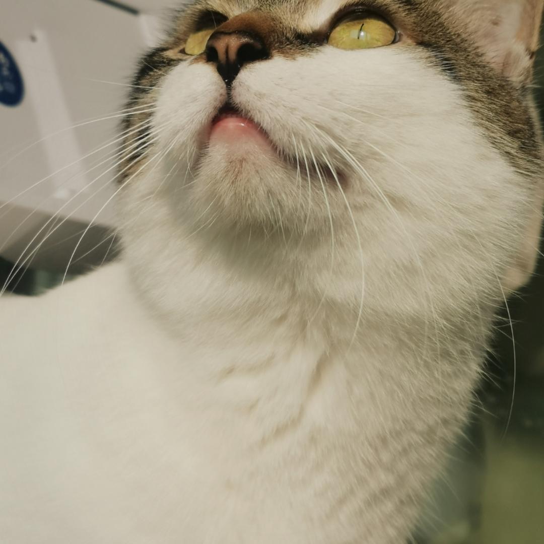 吉祥如意清净平等